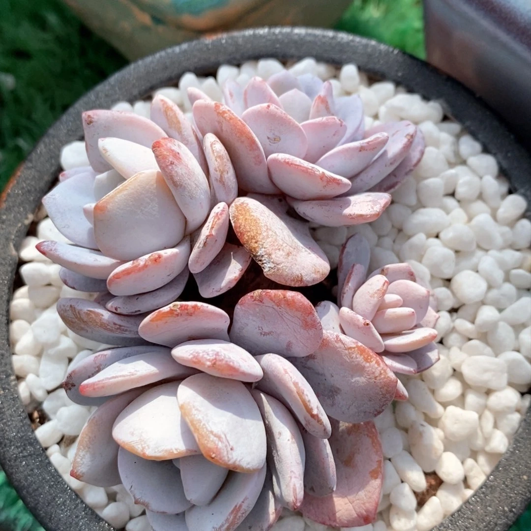 雪莲多肉植物盆栽