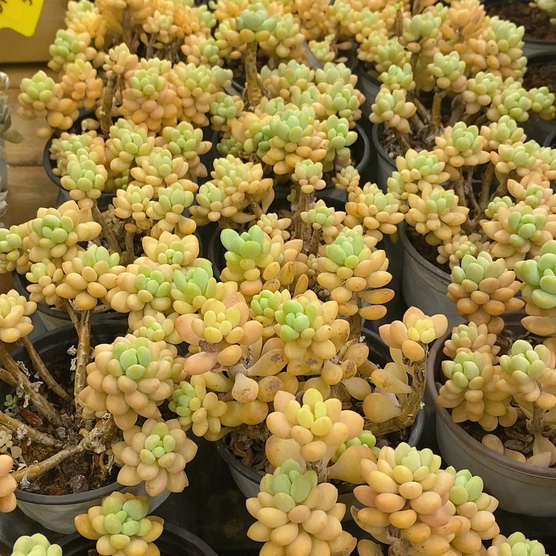 团。洛可可。福利多多