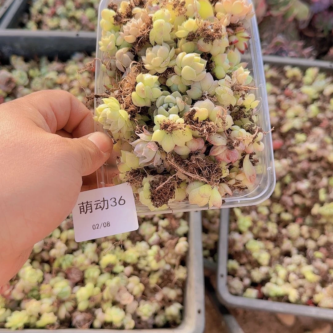 直播一物一拍多肉36