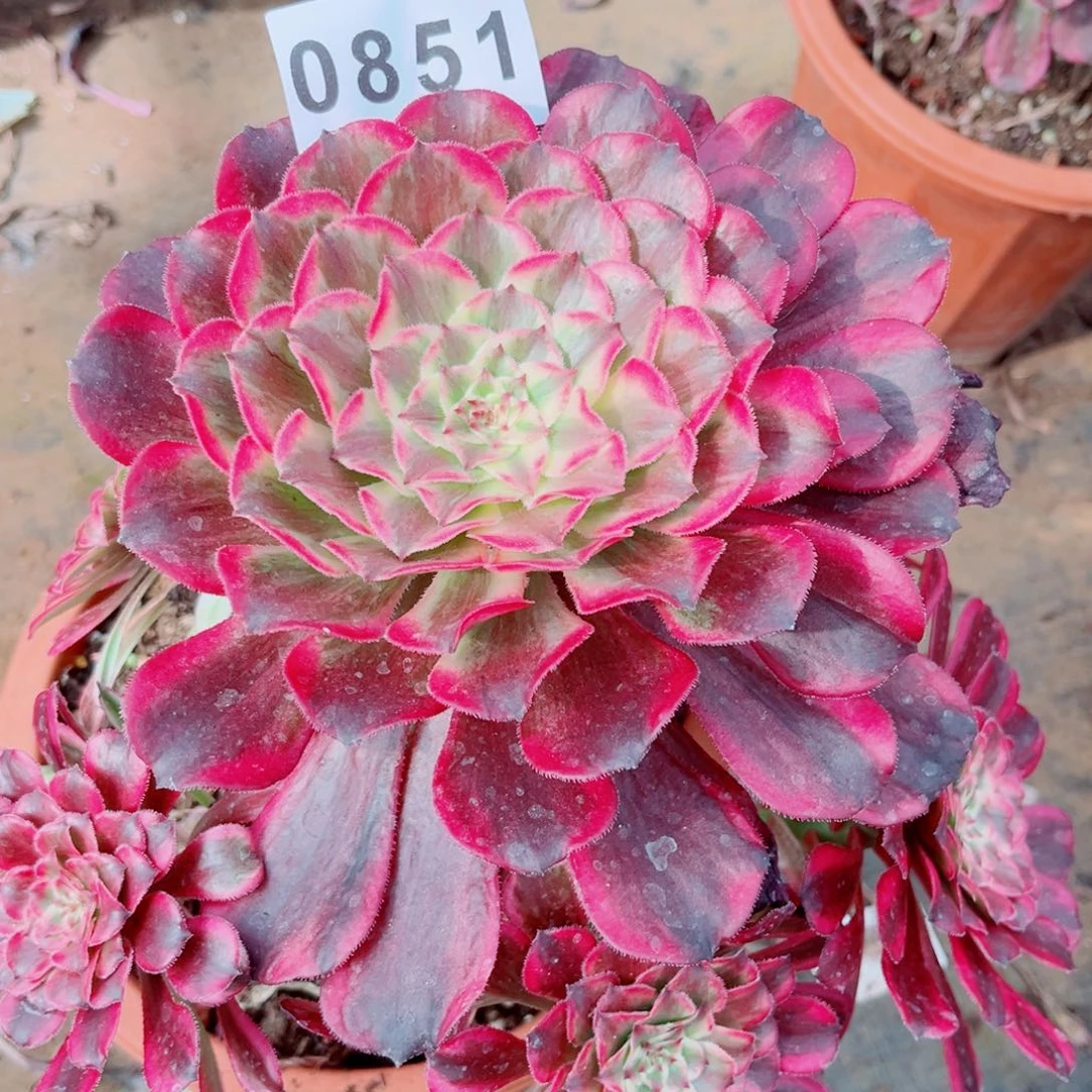 云彩多肉发货发货