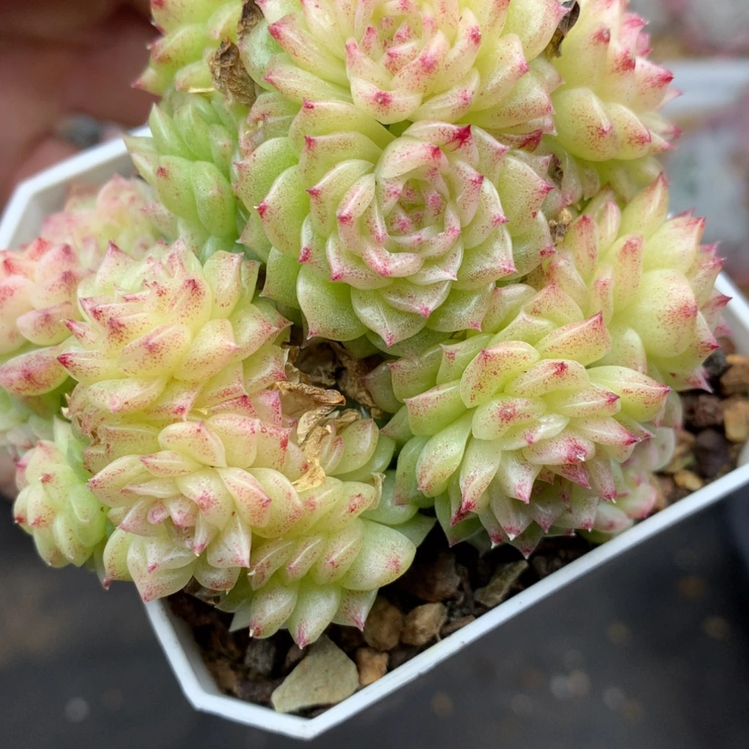 0221-120 麦杆优选