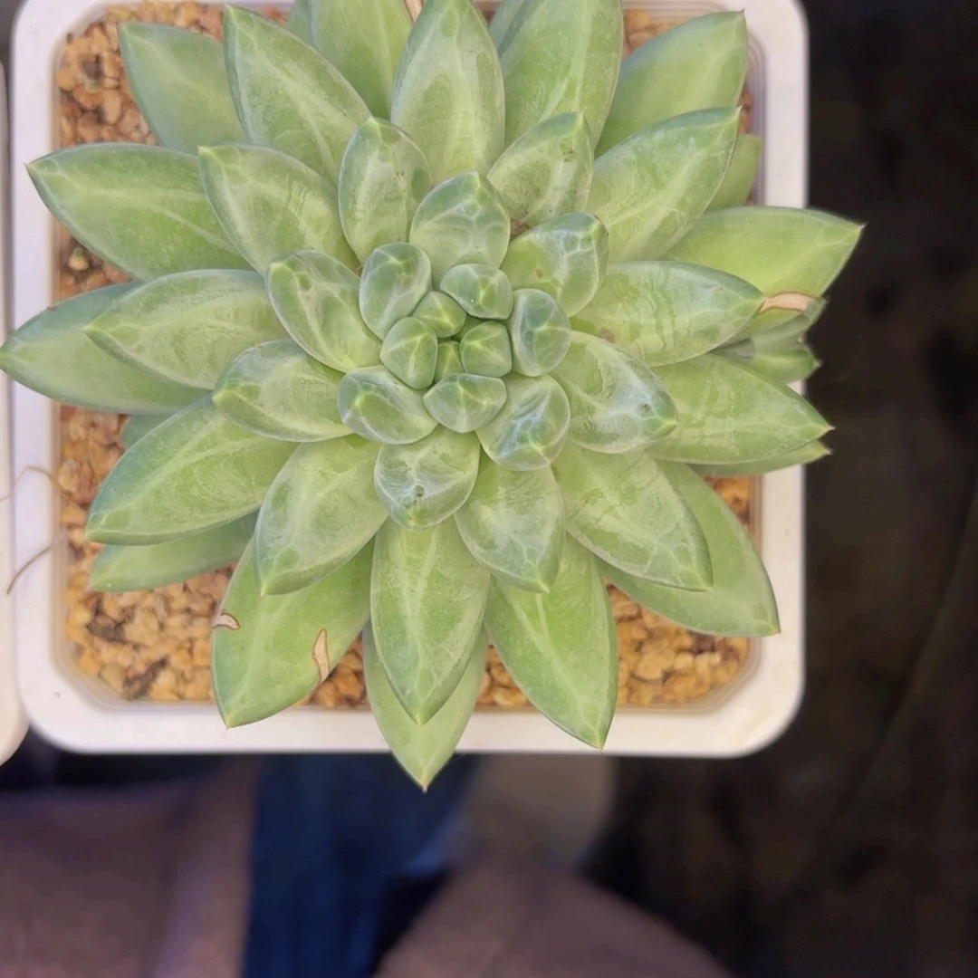 青花瓷一物一拍发货