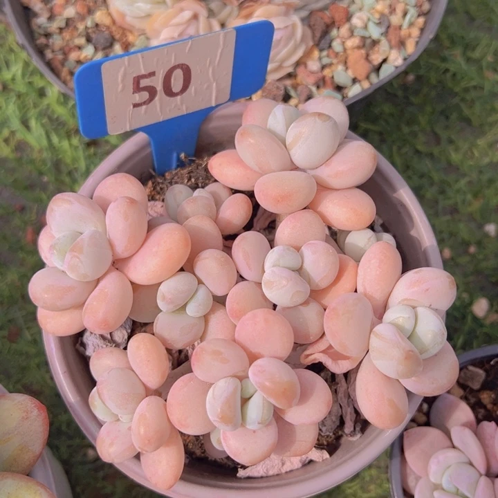 健健康康平平安安