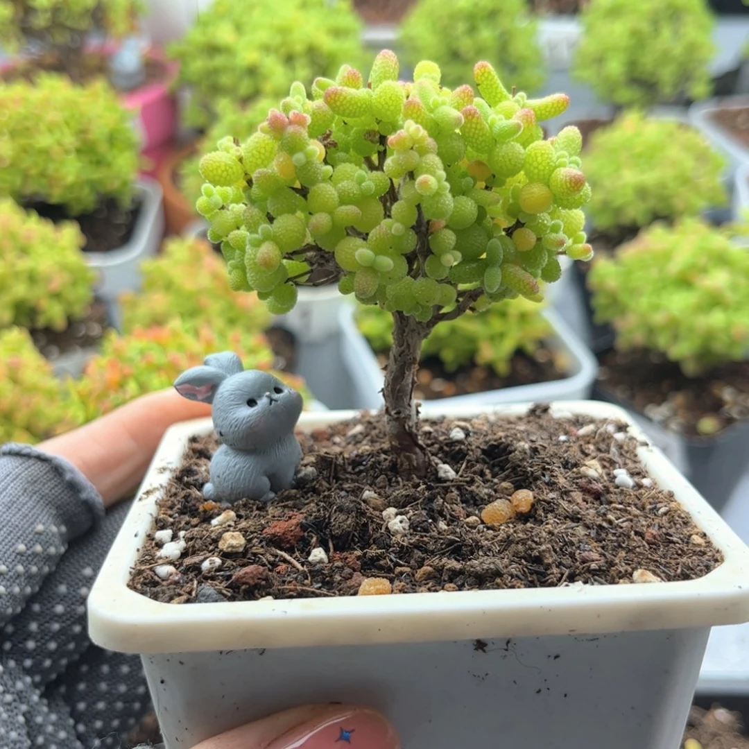 无花朵113金桔糖球