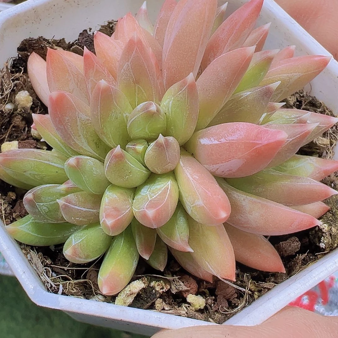 炫彩星群生19包邮多肉植物