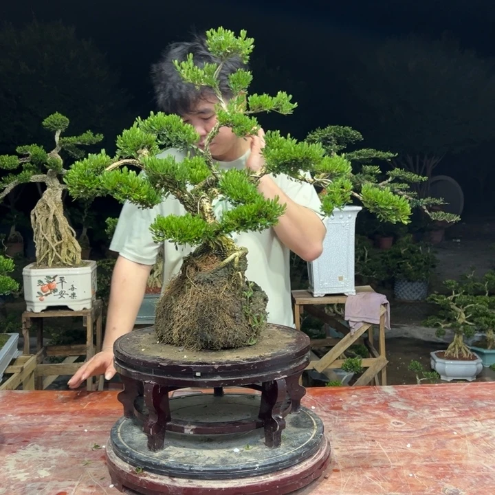 无花朵广东皱皮雀舌黄杨