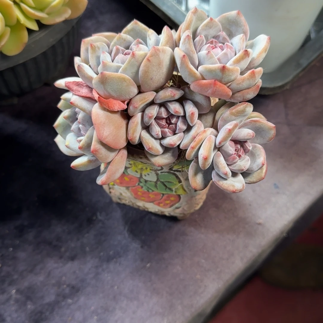 星影5头有砍一物一拍