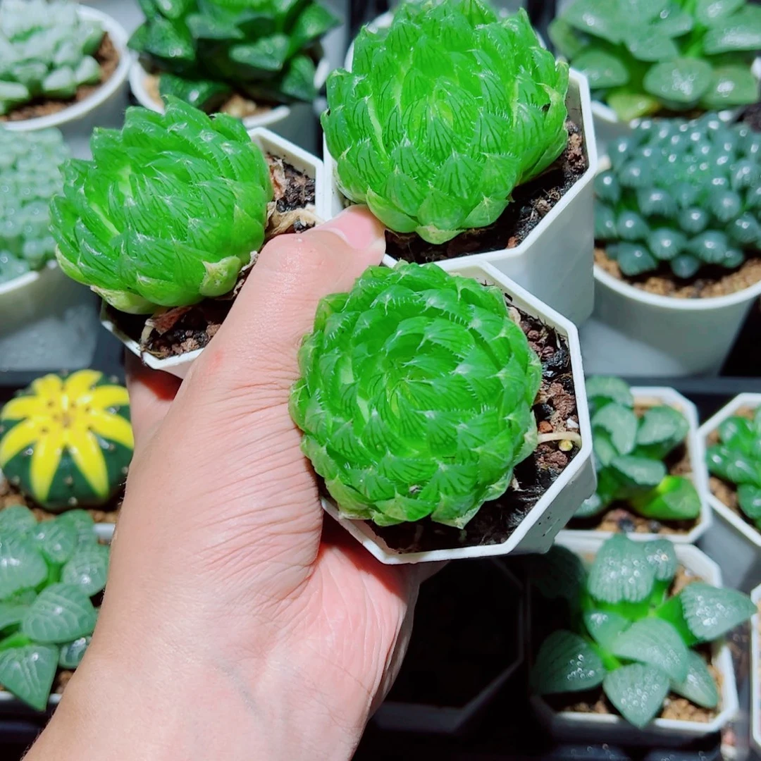 3盆樱水晶玉露多肉