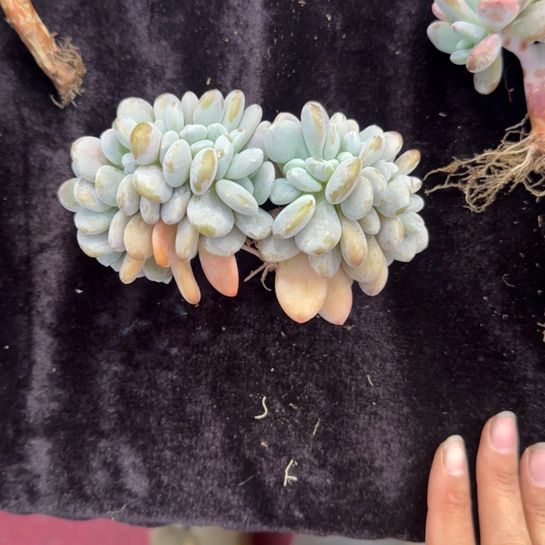 粉兔缀化一物一拍