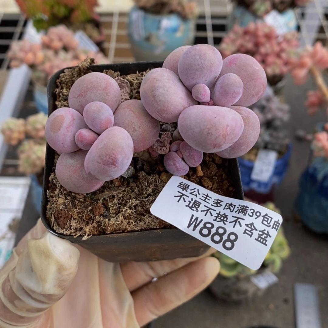 我***棒橙奶888/6cm的肉