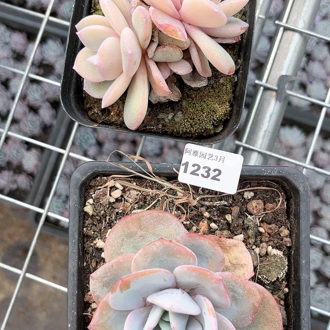 阿雅园艺。    1232