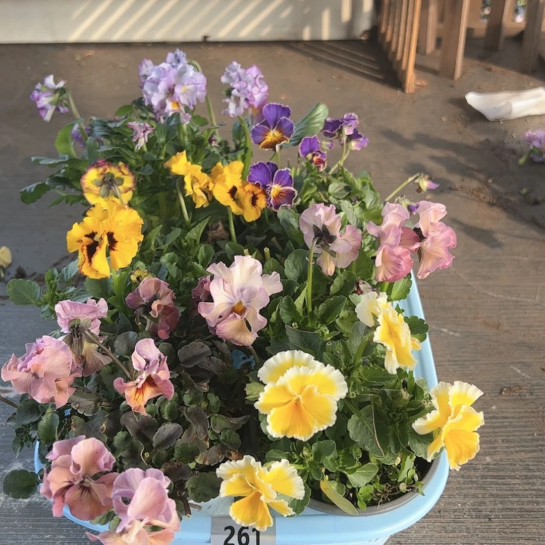 【闪购商品】261号