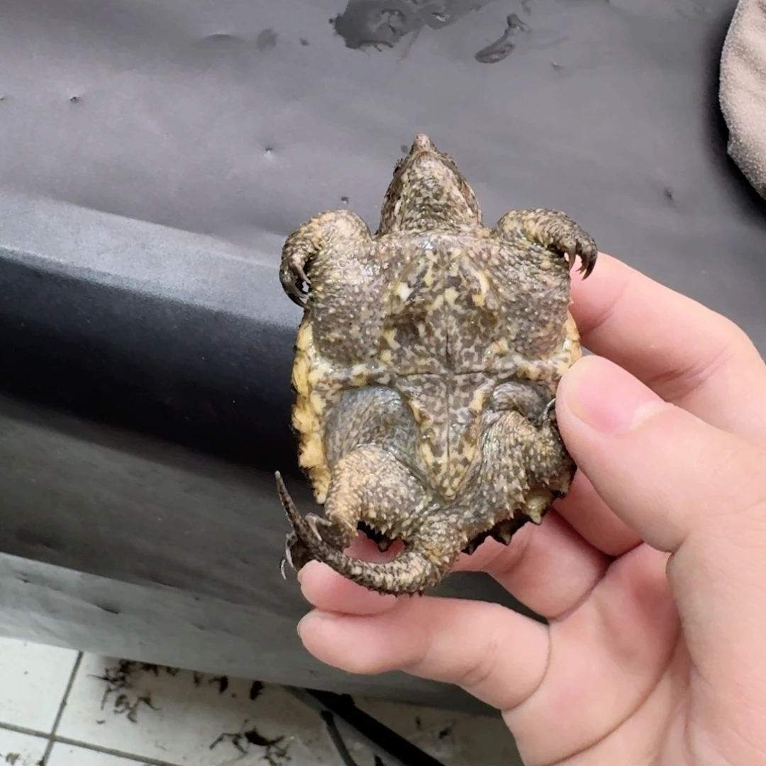 宠物龟不分公母11