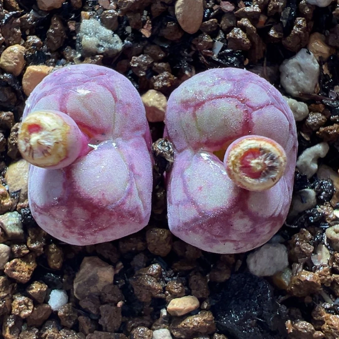 八重亘基多肉植物盆栽植物