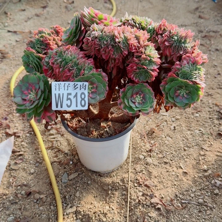 简***单518荔枝缀化官服26左右2