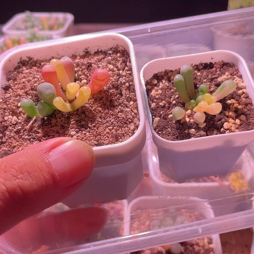 五十玲玉锦特价包邮非偏远