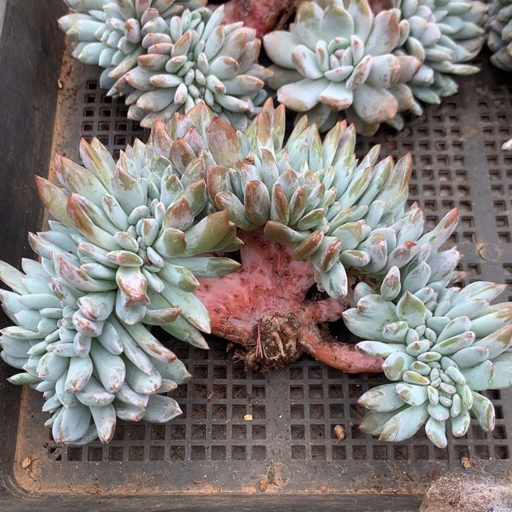 星影树缀潜力股。。。