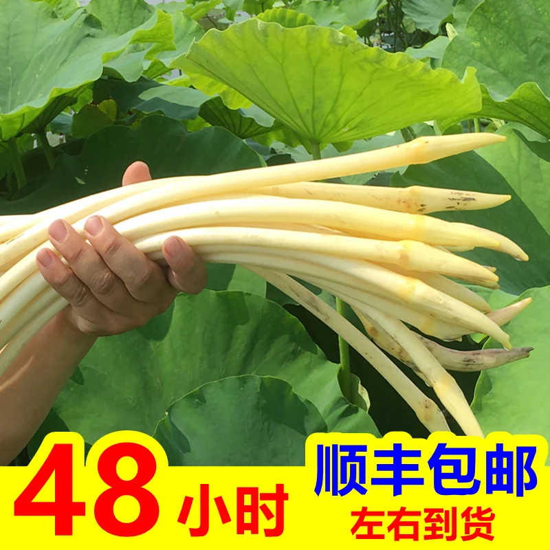新鲜藕带藕尖现挖现发野生藕肠子莲藕梢洪湖莲藕带农家蔬菜嫩藕尖