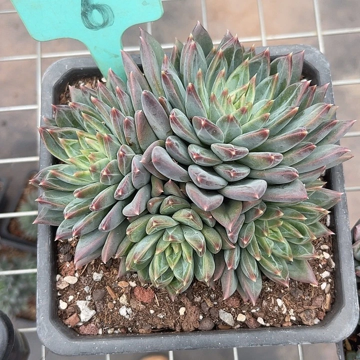 两单包邮，一物一拍6