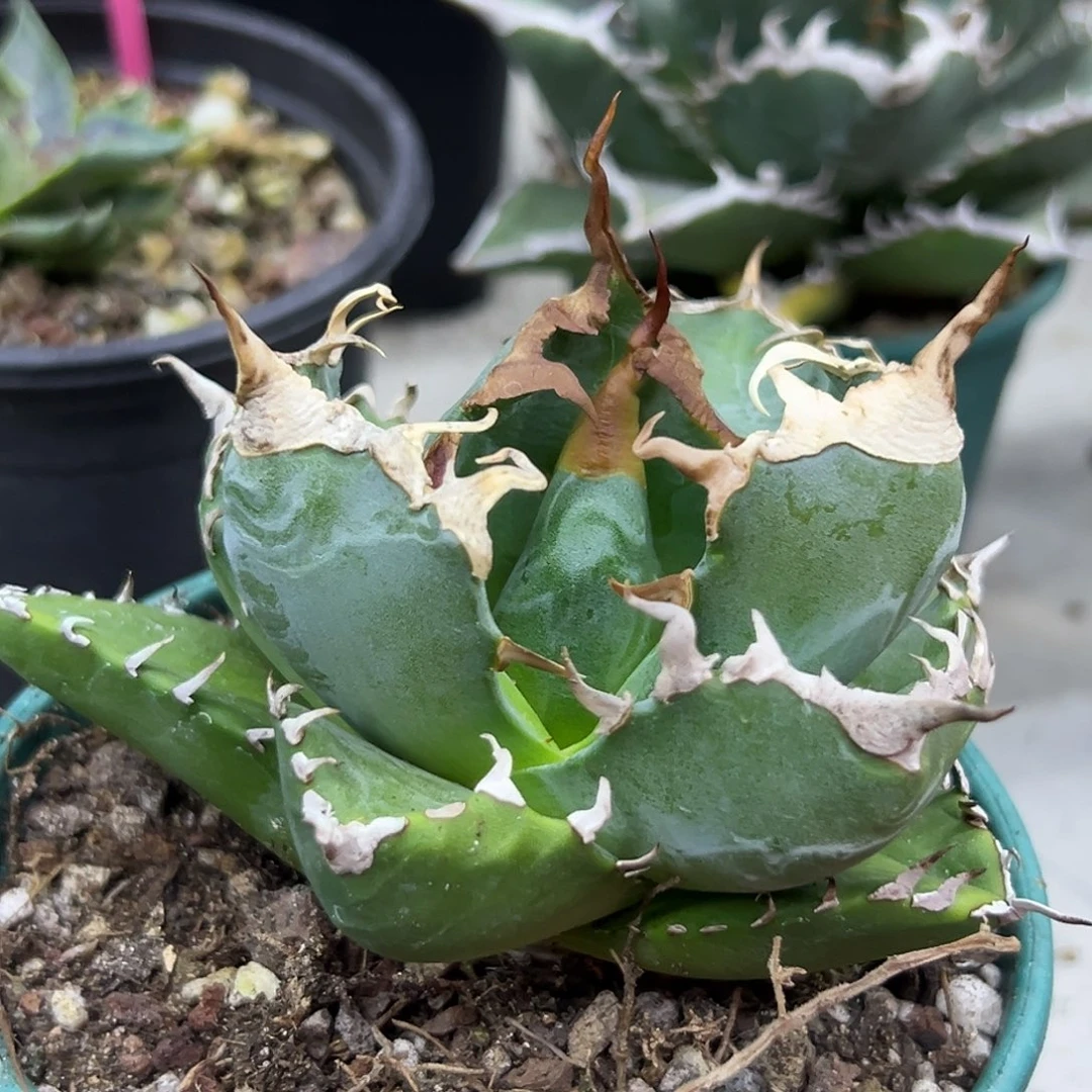 魔丸一物一拍偏远不包邮不退不换