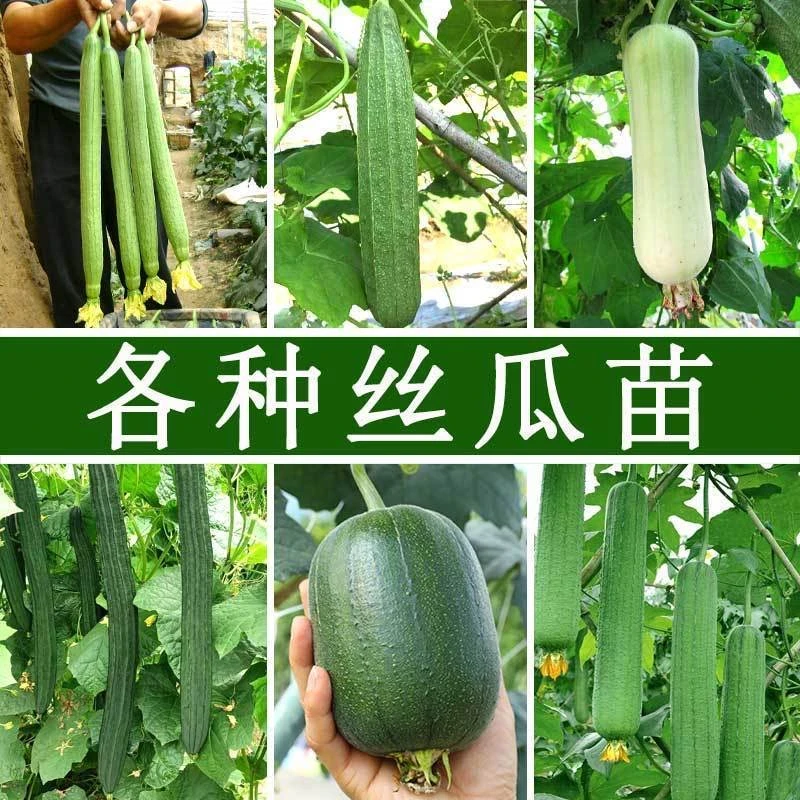 丝瓜秧苗早熟高产肉丝瓜长香丝瓜绿长条丝瓜南北方种植易活蔬菜苗