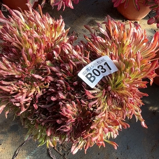 用****天一颗多肉法师植物