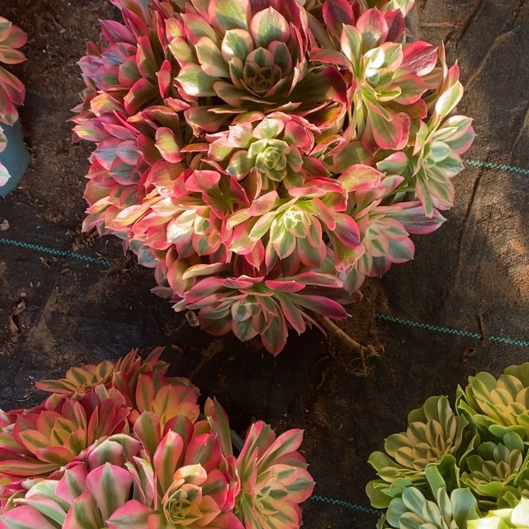 红女巫1颗1649号红女巫