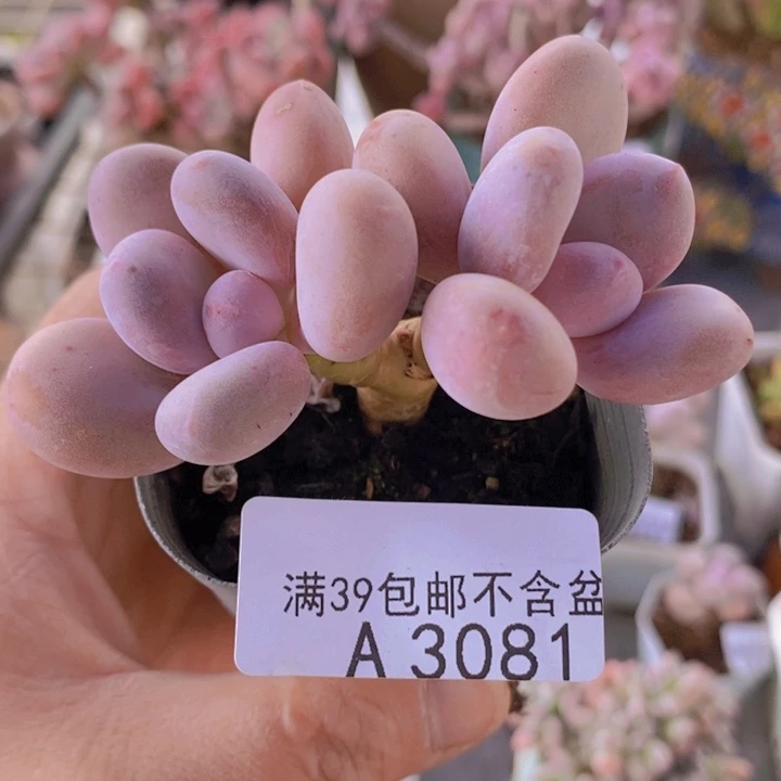 蛋黄奶6cm3081多肉植物