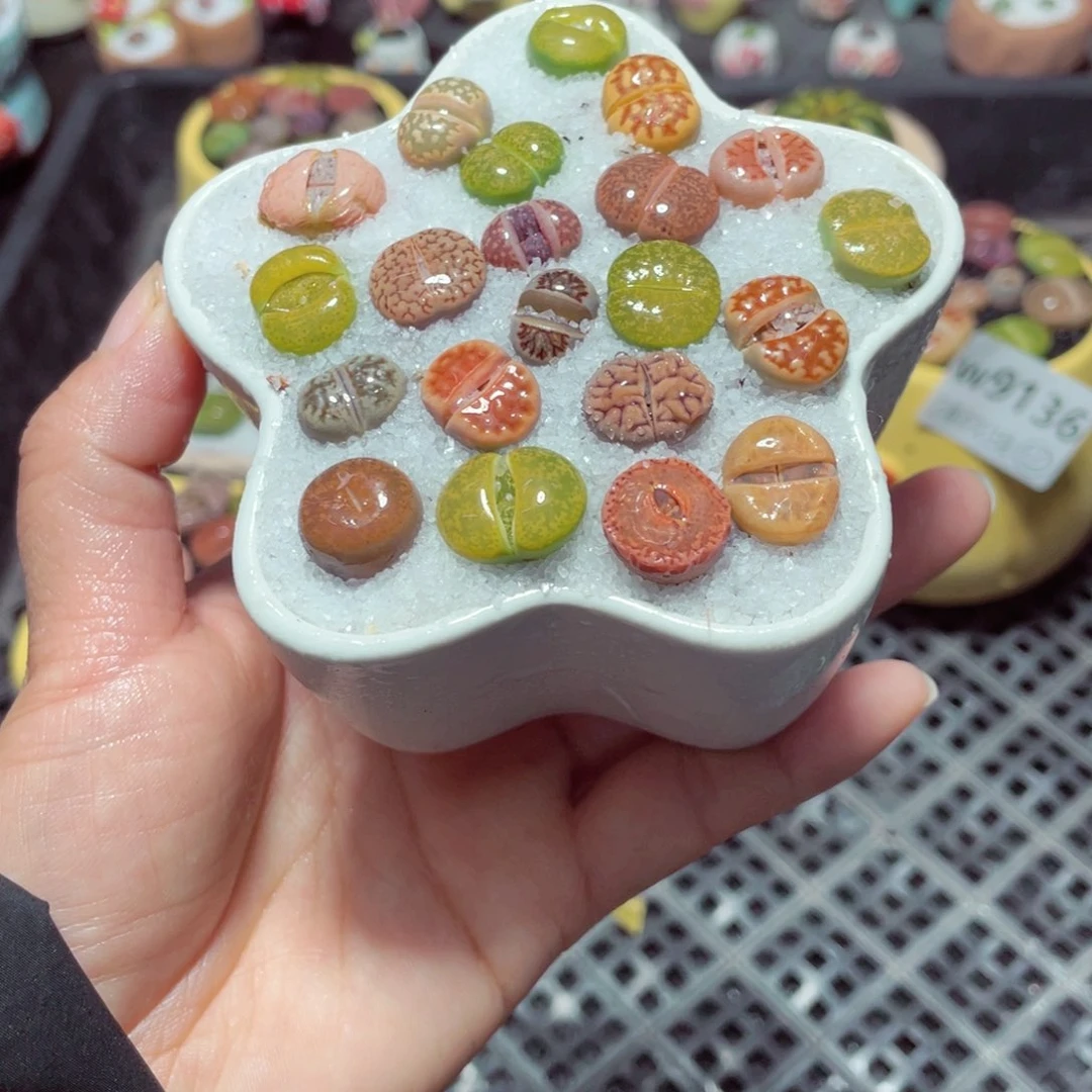 w9138 带盆土发货-零下地区拍保温箱