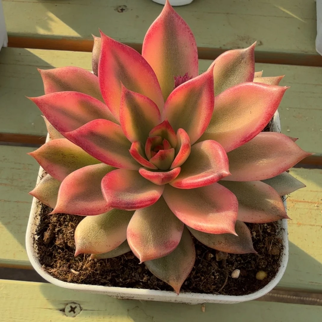 火焰山锦锦上园艺一物一拍