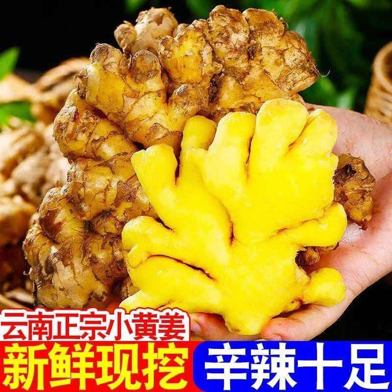 正宗云南现挖小黄姜新鲜农家自种老姜当季蔬菜