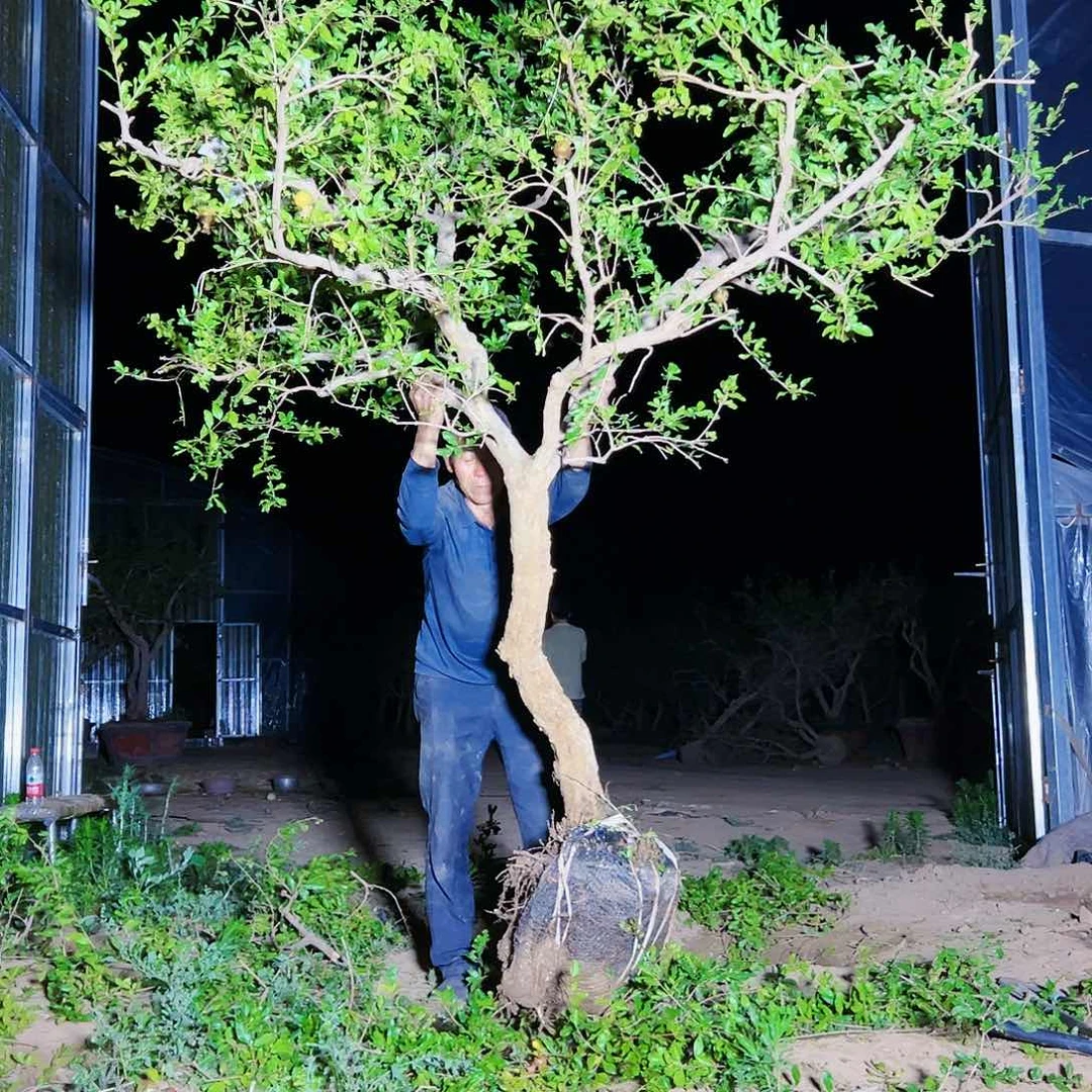 无花朵健健康康快快乐乐