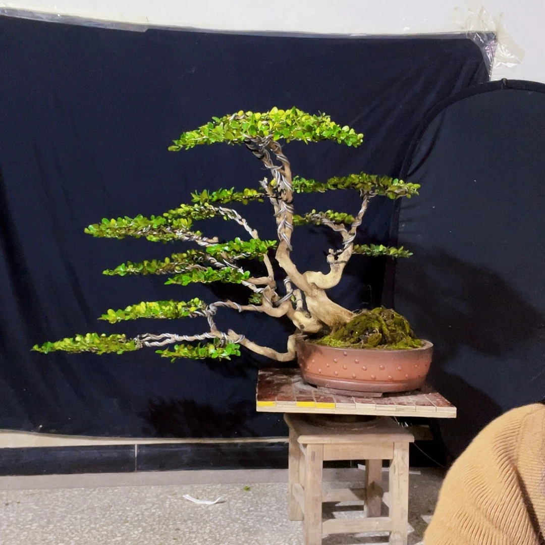 观***3无花朵瓜子黄杨123