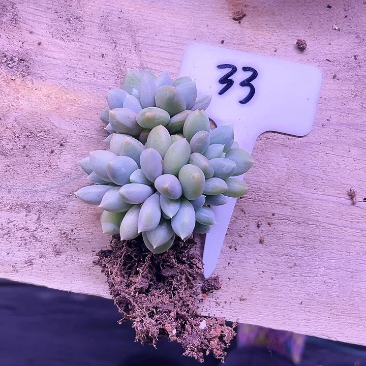 冰*雨我是第一百个为妖刀应援滴打酱油