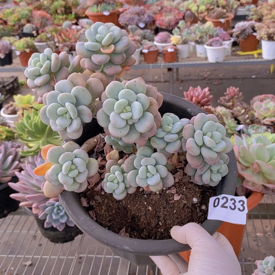 0233洛神整桩一物一拍