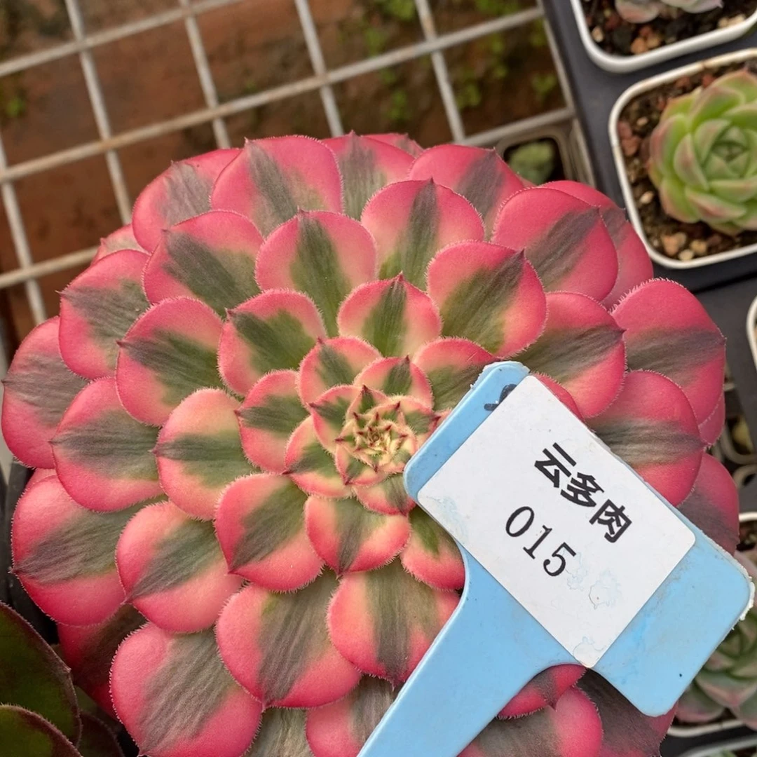 L015法师锦直播福利