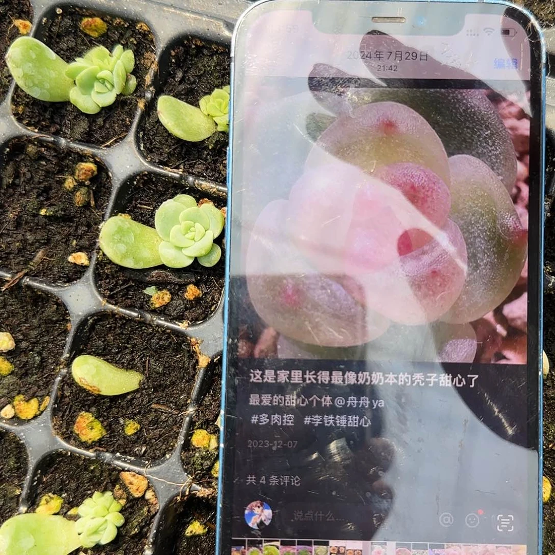 秃子甜心芝麻中穴一个满25包邮