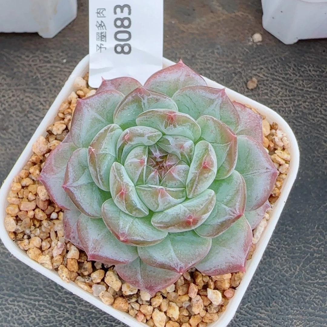 薰衣草，8083多肉植物