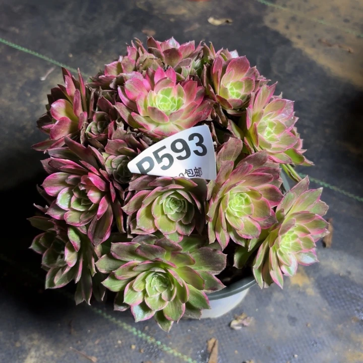 瑞妈，，，。。。593万花筒，