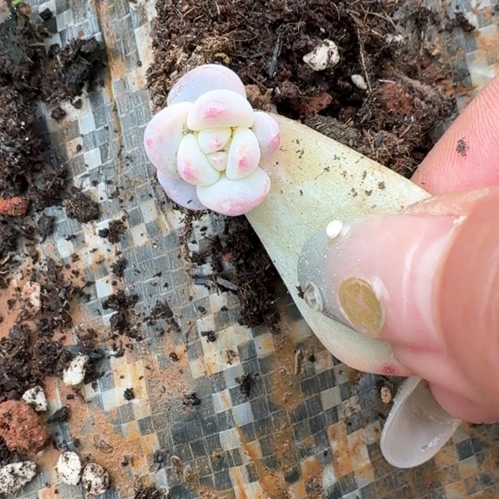 星影一物一拍好看