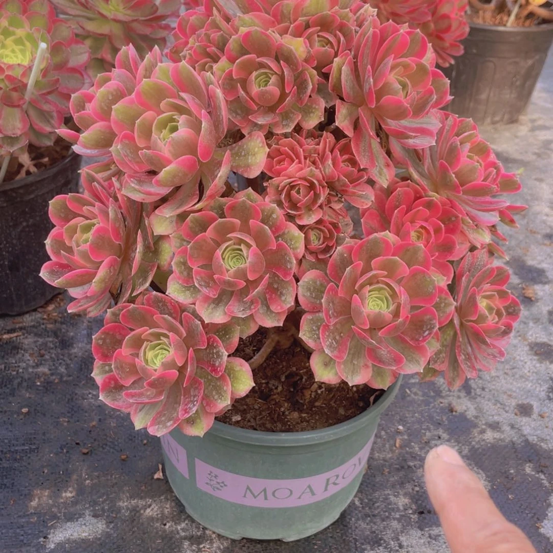 粉女巫老桩手捧有断3020