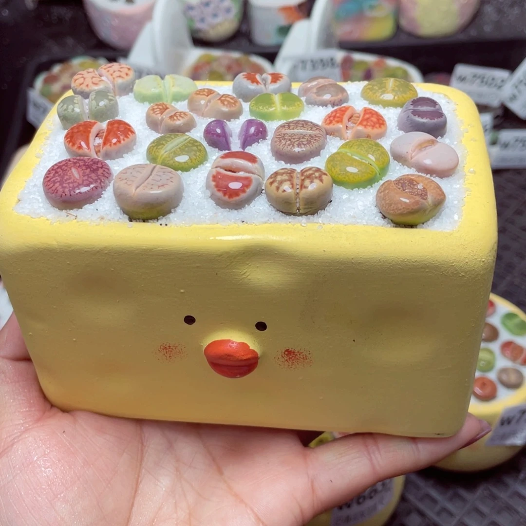 w7507长方形小黄鸡白铺面 一份一盆量拍