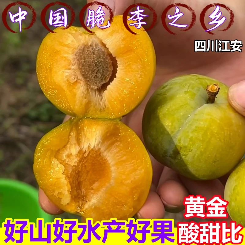 正宗四川江安大白李清脆脱胡李新鲜脆甜多汁整箱包邮本地李子应季