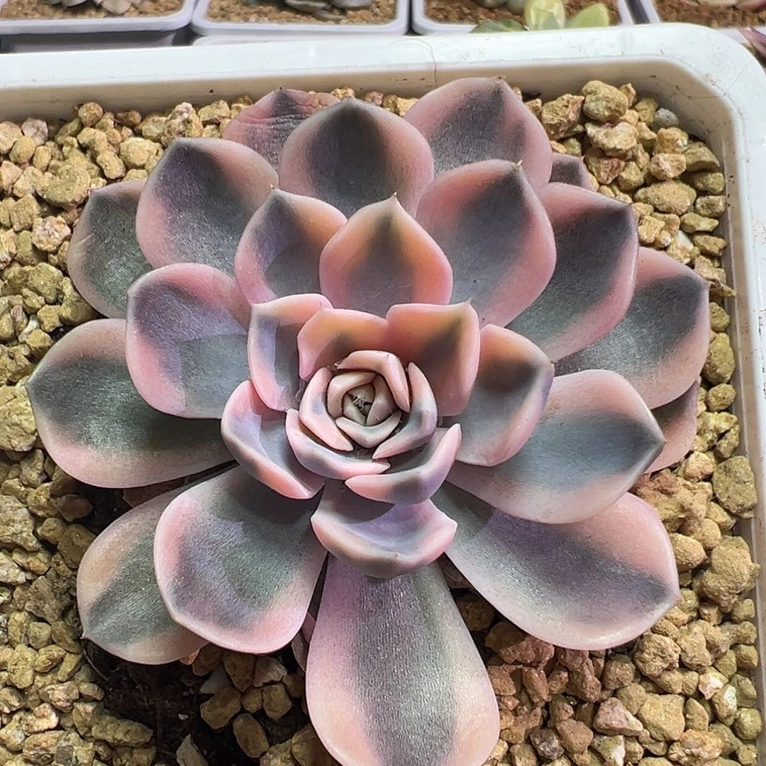 汉堡锦多肉植物白白