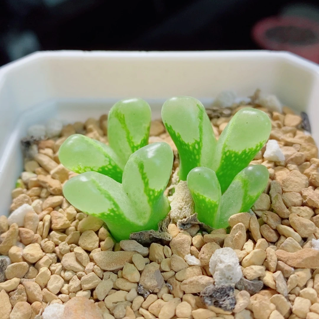 暖***O生石花花花花花花花花460