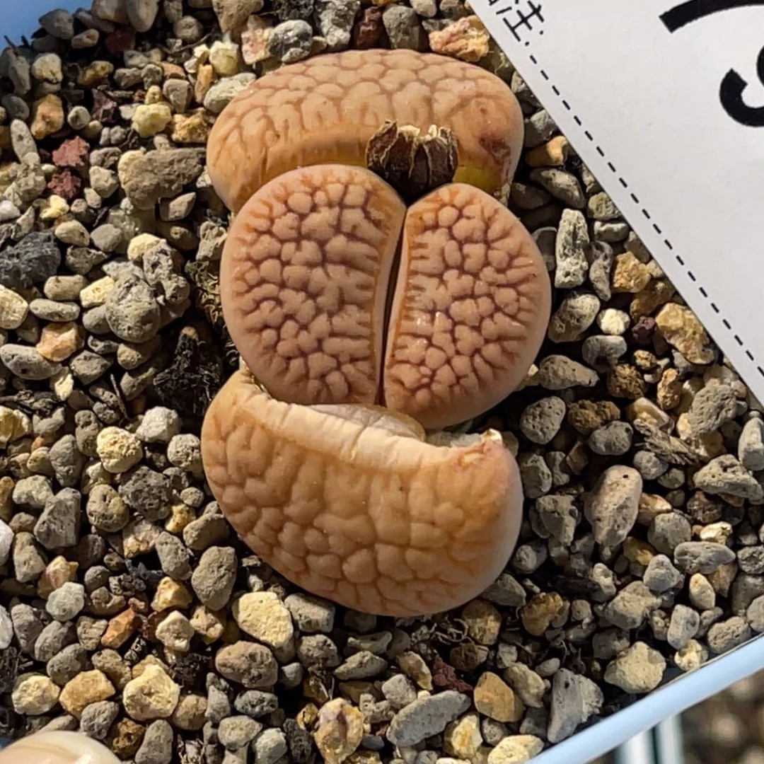 7900红曲1尺寸2.2