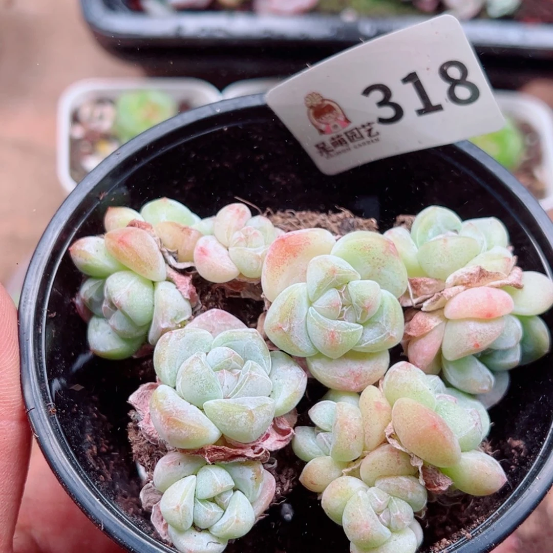 多肉植物多肉植物