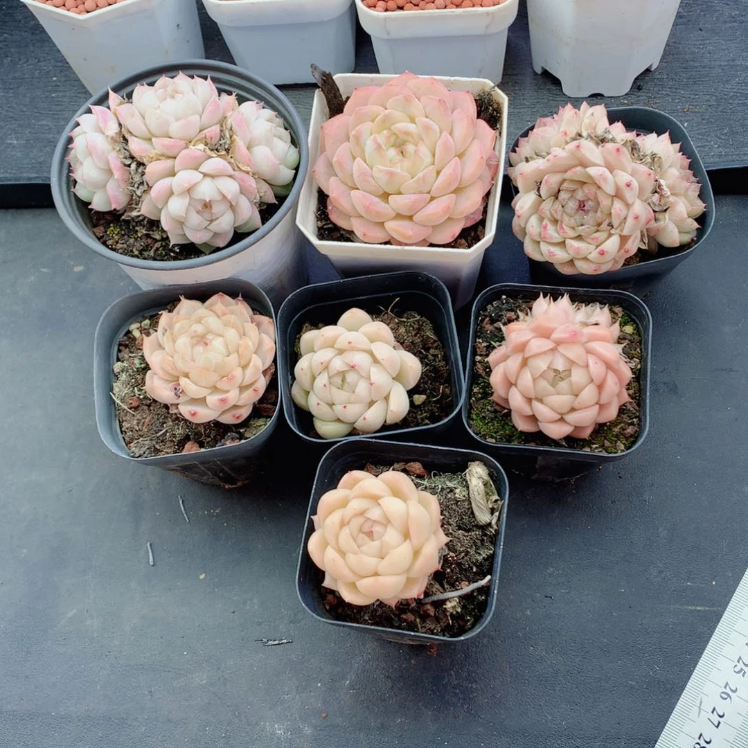 㵾麦秆58包邮  群生不包整葡萄