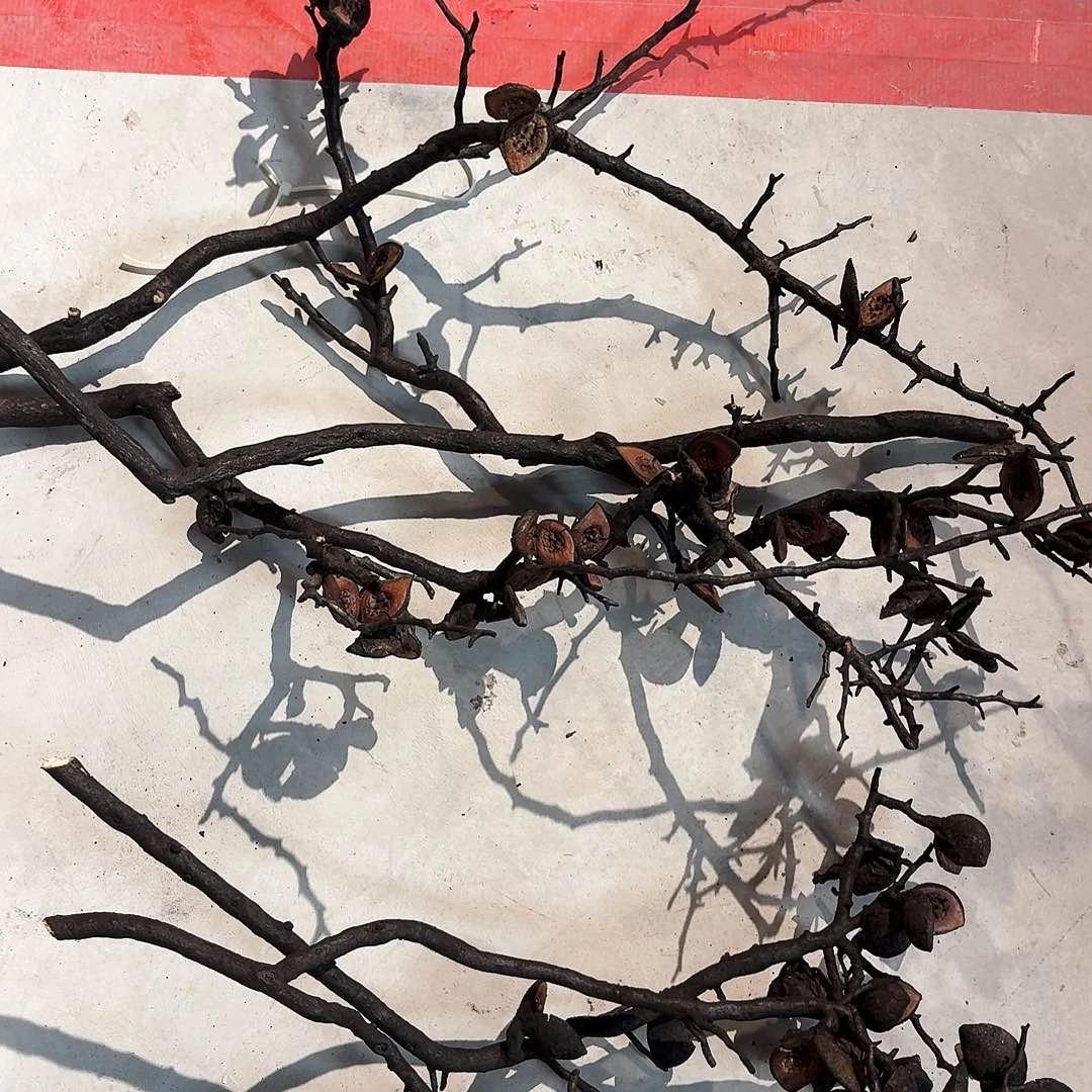 哈克木2枝进口花材