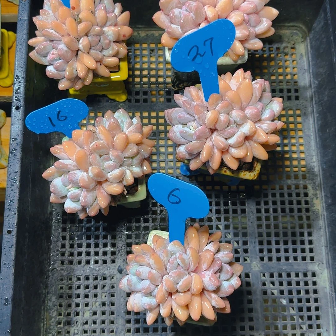 魔***儿香水27.6.16.34.30号五颗带盆土